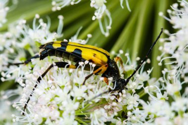 Leptura maculata polen topluyor