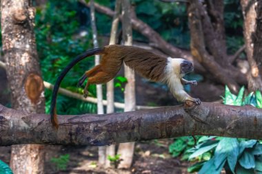 Pied tamarin ya da Saguinus iki renkli bir dal üzerinde zıplayan