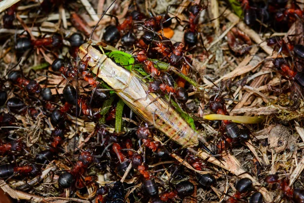 Ο Ακρίδας τρώει από ένα σμήνος μυρμηγκιών. — Φωτογραφία Αρχείου