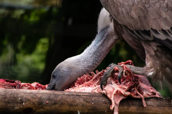 Close up on on a vulture eating it's pray — Stock Photo, Image