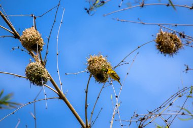 Köy dokumacı, benekli dokumacı ya da b olarak da bilinir.