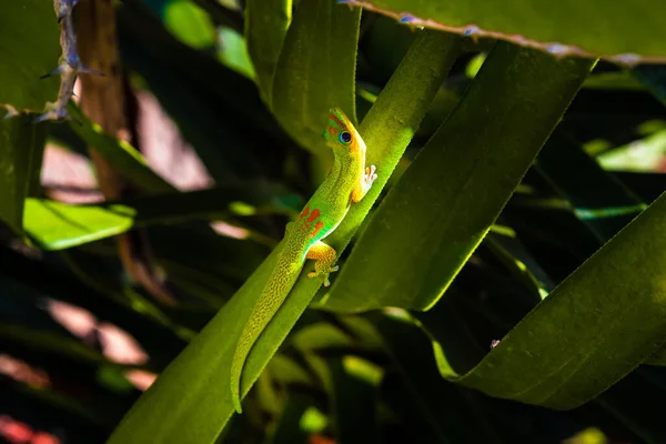 Phelsuma Είναι Ένα Πράσινο Είδος Gecko Ενδημικό Στο Νησί Reunion — Φωτογραφία Αρχείου