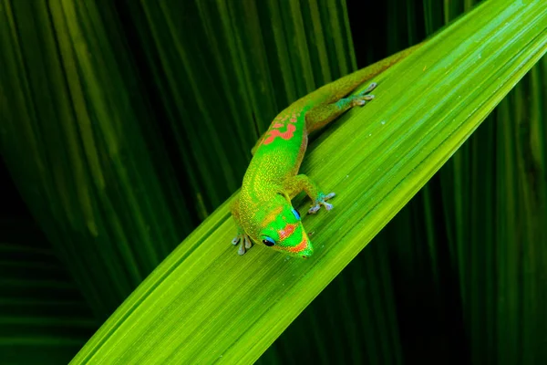 레위니옹 도마뱀붙이 — 스톡 사진