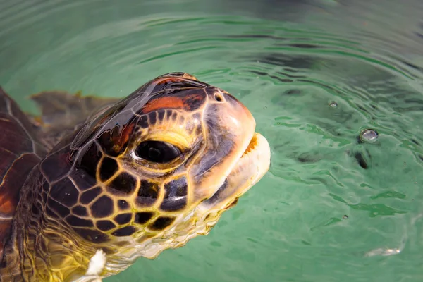 Close Uitzicht Een Groene Zee Schildpad Ogen — Stockfoto