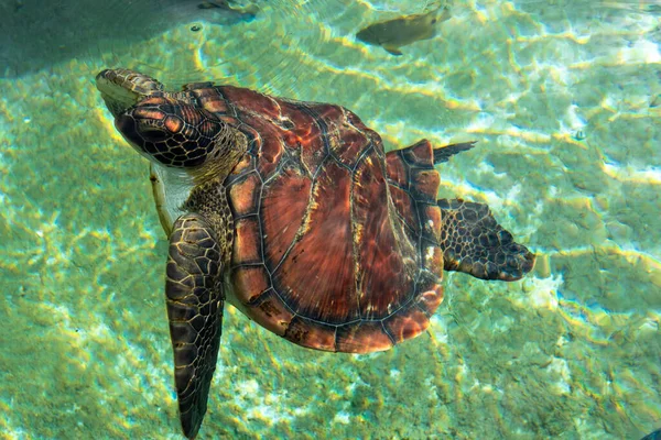 Groene Zeeschildpad Aan Het Wateroppervlak — Stockfoto