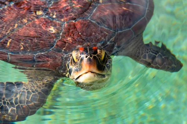 Vue Rapprochée Sur Une Tête Tortue Mer Verte — Photo