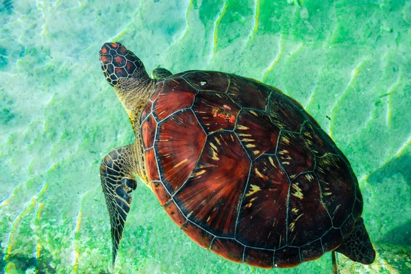 Tartaruga Marinha Verde Uma Espécie Afetada Ser Protegida — Fotografia de Stock