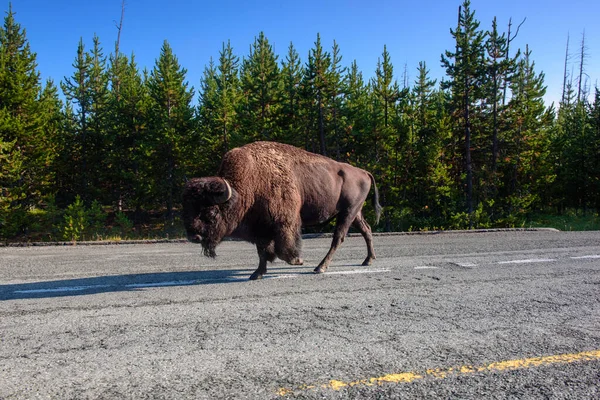 Tráfico Matutino Bisontes Carretera Yellowstone — Foto de Stock