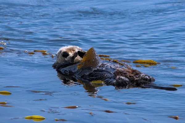 Seeotter Spielt Mit Seetang Der Nähe Von Morro Rock Der — Stockfoto