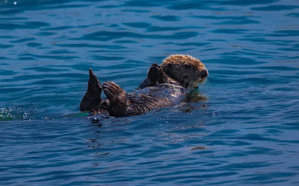 Lontra Mare Vicino Morro Rock California — Foto Stock