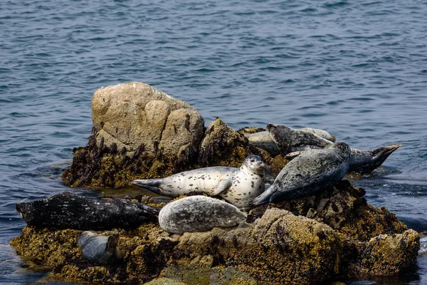 Robben Ruhen Auf Einem Felsen Der Bucht Von Monterey — Stockfoto