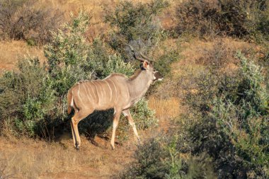 Çalılıklarda yürüyen daha büyük bir kedinin portresi.