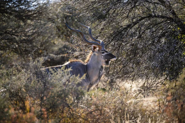 Çalılıklarda gizlenmiş daha büyük bir kudu 'nun yakın görüntüsü