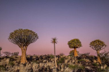 Günbatımı renklerinde üç titrek ağaç