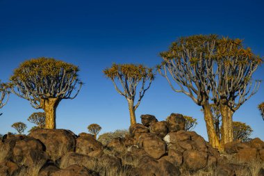Namibya 'da Keetmanshoop yakınlarında dolerit kayalarda büyüyen titrek ağaçlar.