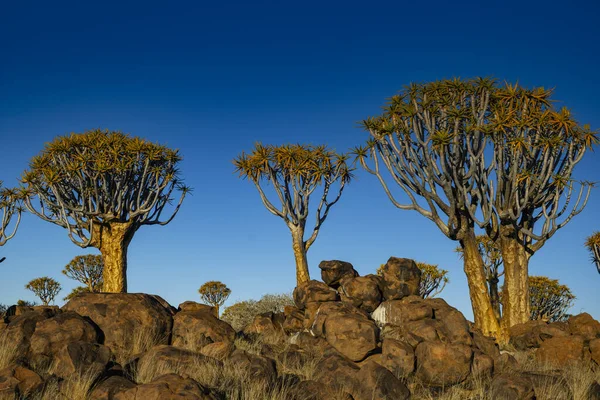 Namibya 'da Keetmanshoop yakınlarında dolerit kayalarda büyüyen titrek ağaçlar.