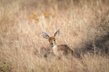 Steenbok Namibya 'da çayırlarda yatıyor.