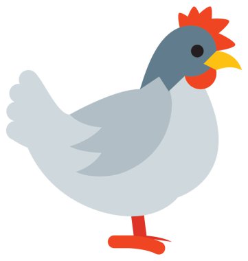 Tavuk renkli vektör izole illüstrasyon simge