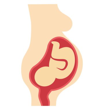 fetus, Bebek cenin, kolayca değiştirilebilir veya düzenlediğiniz izole vektör simgesi