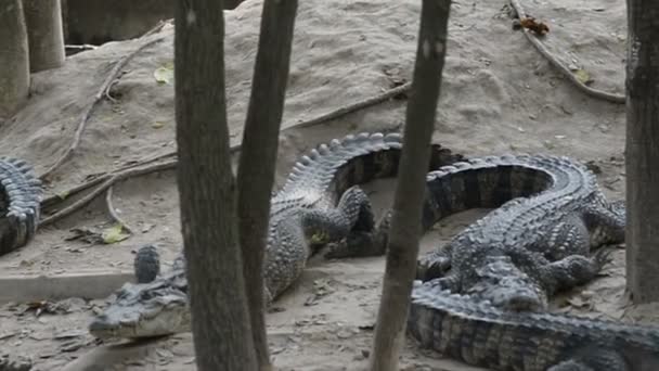 Krokodiler Hua Hin Zoo Thailand — Stockvideo