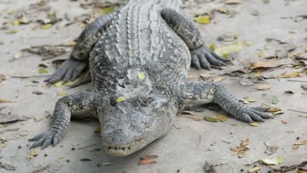 Krokodilok Hua Hin Állatkertben Thaiföldön — Stock videók