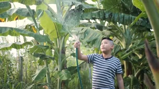 Asian Boy Watering Banana Tree Farm Slow Motion — Stock Video