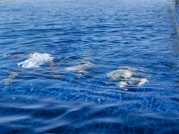 Bambini Imparano Respirare Mentre Tuffano Sotto Piscina Con Loro Allenatore — Foto Stock