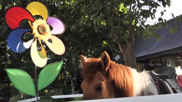 Cavalo Exterior Estável Com Luz Borda Câmera Lenta — Vídeo de Stock