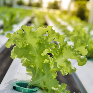 Hydroponics Sistemi sera ve suda bitki yetiştirme çiftliğindeki kavramı, sağlık, gıda ve tarım için organik sebze salatası