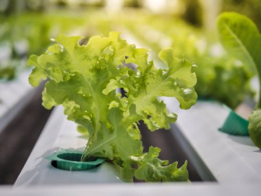 Hydroponics Sistemi sera ve suda bitki yetiştirme çiftliğindeki kavramı, sağlık, gıda ve tarım için organik sebze salatası