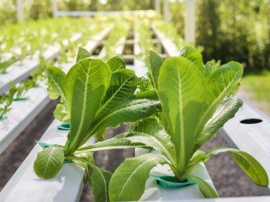 Hydroponics Sistemi sera ve suda bitki yetiştirme çiftliğindeki kavramı, sağlık, gıda ve tarım için organik sebze salatası