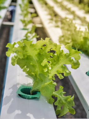 Hydroponics Sistemi sera ve suda bitki yetiştirme çiftliğindeki kavramı, sağlık, gıda ve tarım için organik sebze salatası