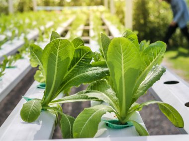 Hydroponics Sistemi sera ve suda bitki yetiştirme çiftliğindeki kavramı, sağlık, gıda ve tarım için organik sebze salatası