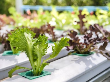 Hydroponics Sistemi sera ve suda bitki yetiştirme çiftliğindeki kavramı, sağlık, gıda ve tarım için organik sebze salatası