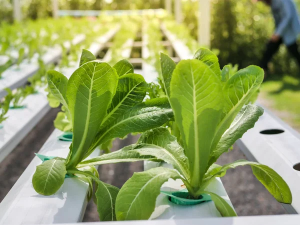 水培系统温室和水培农场有机蔬菜沙拉对健康 食品和农业的影响 — 图库照片