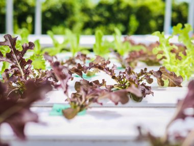 Hydroponics Sistemi sera ve suda bitki yetiştirme çiftliğindeki kavramı, sağlık, gıda ve tarım için organik sebze salatası