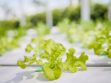 Hydroponics Sistemi sera ve suda bitki yetiştirme çiftliğindeki kavramı, sağlık, gıda ve tarım için organik sebze salatası