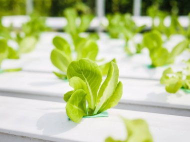Hydroponics Sistemi sera ve suda bitki yetiştirme çiftliğindeki kavramı, sağlık, gıda ve tarım için organik sebze salatası