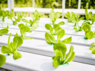 Hydroponics Sistemi sera ve suda bitki yetiştirme çiftliğindeki kavramı, sağlık, gıda ve tarım için organik sebze salatası