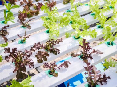 Hydroponics Sistemi sera ve suda bitki yetiştirme çiftliğindeki kavramı, sağlık, gıda ve tarım için organik sebze salatası