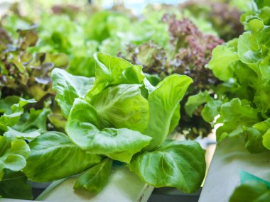 Hydroponics Sistemi sera ve suda bitki yetiştirme çiftliğindeki kavramı, sağlık, gıda ve tarım için organik sebze salatası