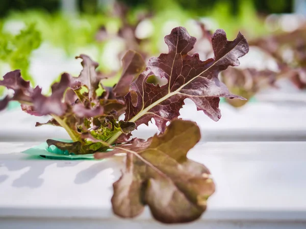 Hydroponics System Växthus Och Ekologiska Grönsaker Sallad Hydroponics Gård För — Stockfoto