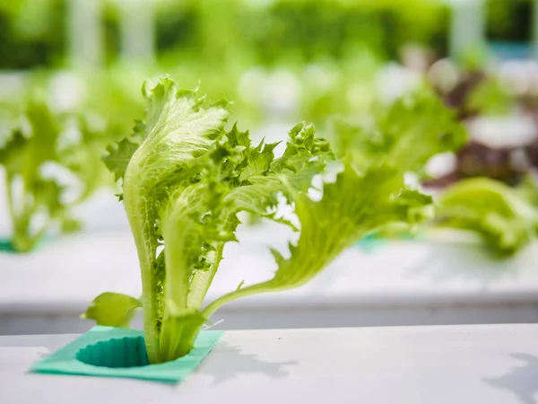 Hydroponics System Växthus Och Ekologiska Grönsaker Sallad Hydroponics Gård För — Stockfoto