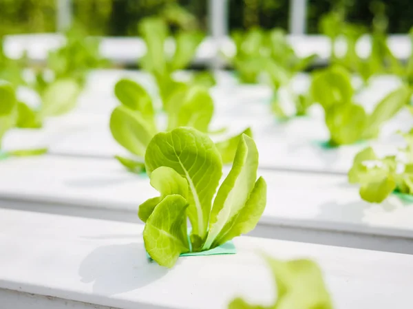 Hydroponics System Växthus Och Ekologiska Grönsaker Sallad Hydroponics Gård För — Stockfoto