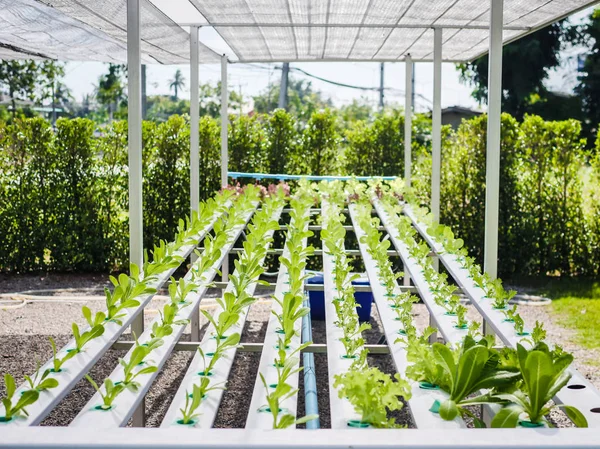 Cieplarnianych Hydroponics System Organicznych Warzyw Sałatka Hydroponics Gospodarstwa Koncepcja Zdrowia — Zdjęcie stockowe