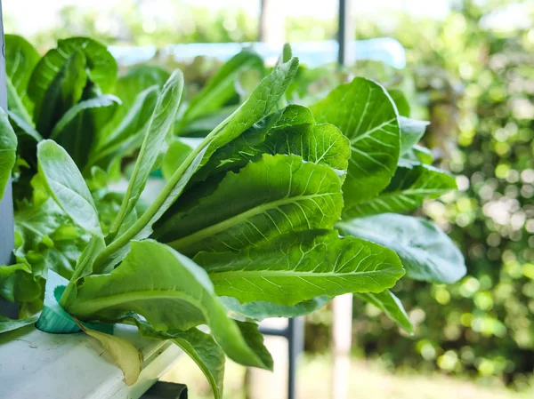 Hydroponics System Växthus Och Ekologiska Grönsaker Sallad Hydroponics Gård För — Stockfoto