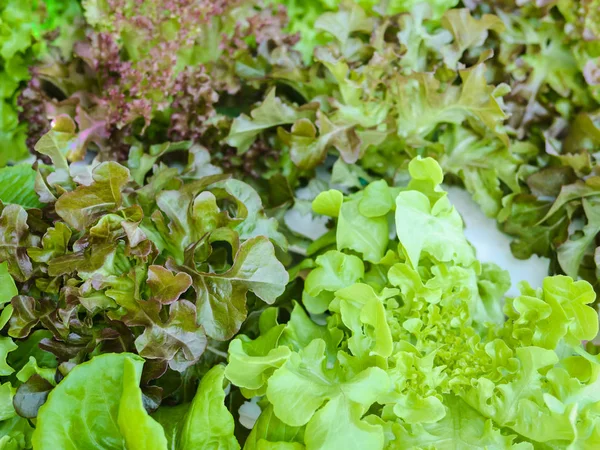 Σύστημα Υδροπονίας Θερμοκηπίου Και Βιολογικά Λαχανικά Σαλάτα Στο Αγρόκτημα Υδροπονία — Φωτογραφία Αρχείου