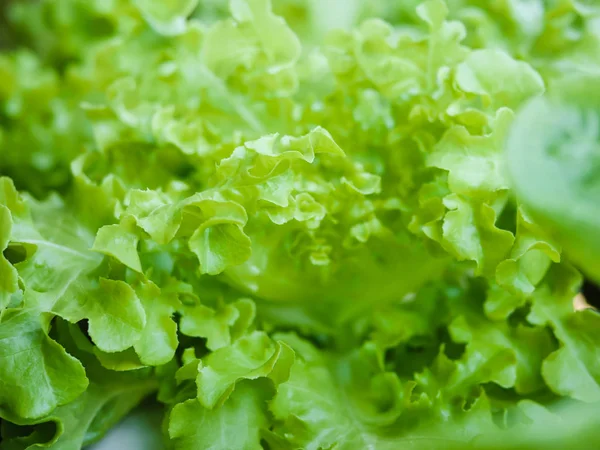 水培系统温室和水培农场有机蔬菜沙拉对健康 食品和农业的影响 — 图库照片