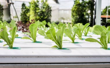 Hydroponics Sistemi sera ve suda bitki yetiştirme çiftliğindeki kavramı, sağlık, gıda ve tarım için organik sebze salatası