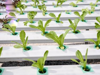 Hydroponics Sistemi sera ve suda bitki yetiştirme çiftliğindeki kavramı, sağlık, gıda ve tarım için organik sebze salatası